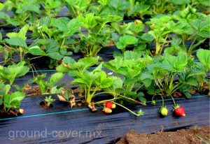 cultivo de hortalizas con ground cover.
