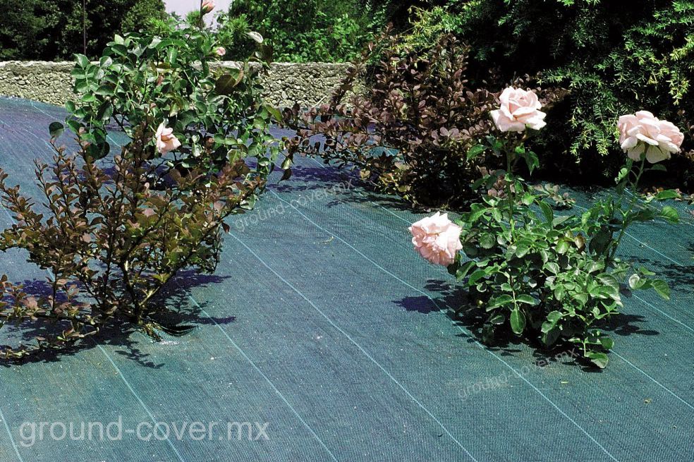 Ground cover protegiendo de mala hierba a plantaciones de rosas
